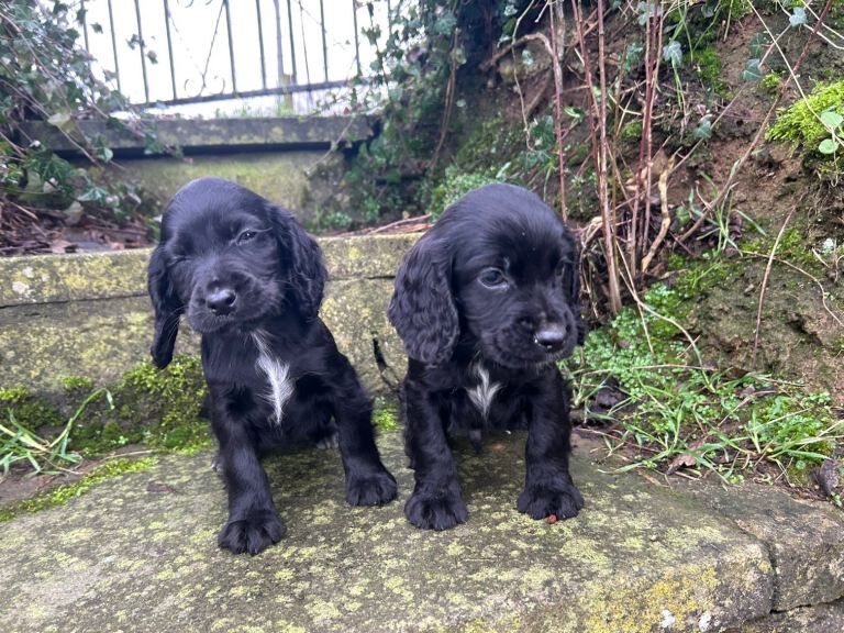 Cocker Spaniel puppies for sale in Keady, County Armagh – 12 weeks old - Image 2 of 5