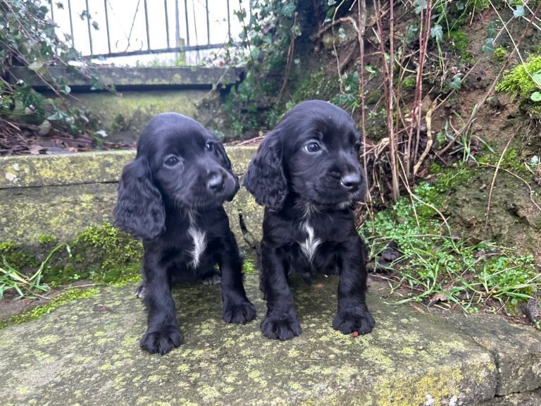 Cocker Spaniel puppies for sale in Keady, County Armagh – 12 weeks old - Image 3 of 5