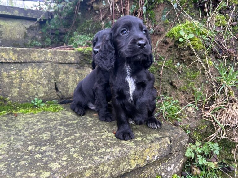 Cocker Spaniel puppies for sale in Keady, County Armagh – 12 weeks old - Image 4 of 5