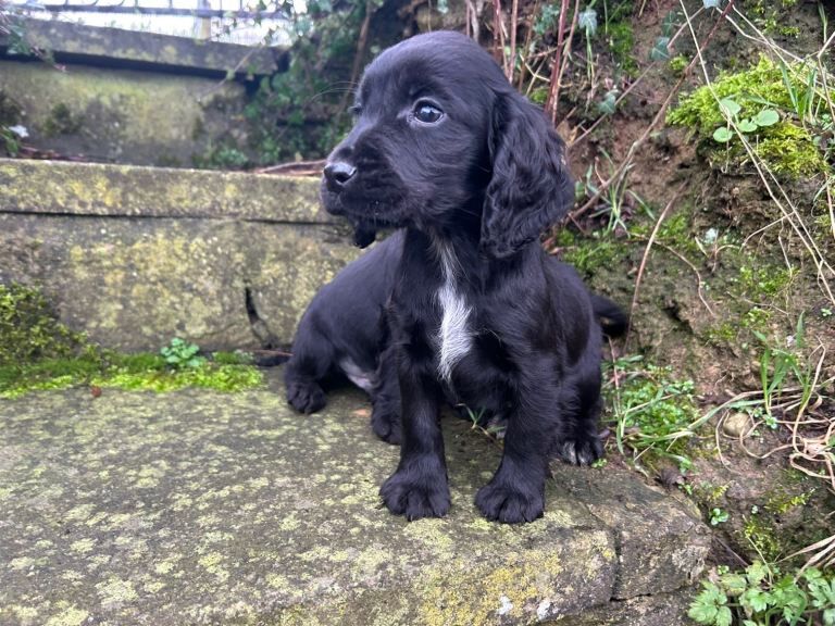 Cocker Spaniel puppies for sale in Keady, County Armagh – 12 weeks old - Image 5 of 5