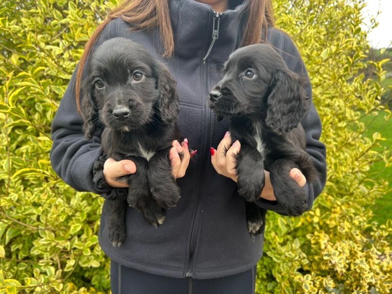 Cocker Spaniel puppies for sale in Keady, County Armagh – 11 weeks old