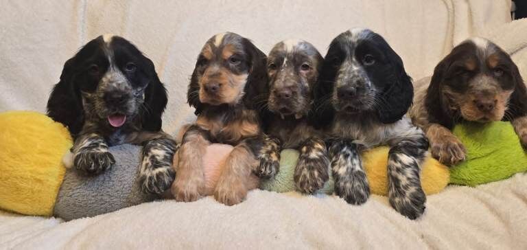 Cocker Spaniel puppies for sale in Newry, County Armagh – 10 weeks old