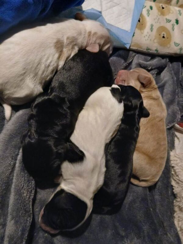 Cocker Spaniel puppies for sale in Royal Tunbridge Wells, Kent – 3 weeks old