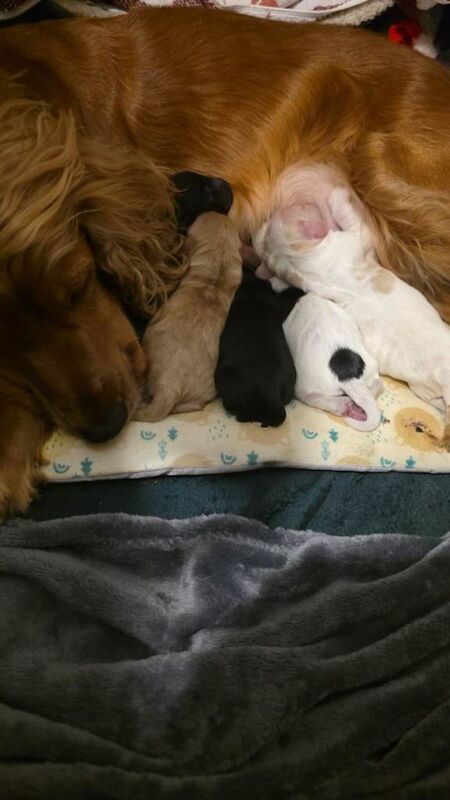 Cocker Spaniel puppies for sale in Royal Tunbridge Wells, Kent – 3 weeks old - Image 2 of 2