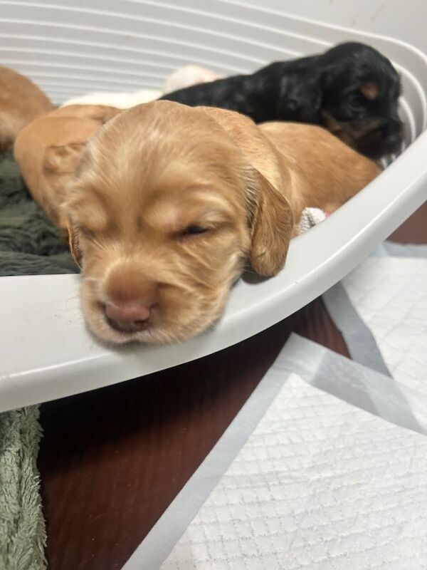 Cocker spaniel puppies - Image 2 of 3