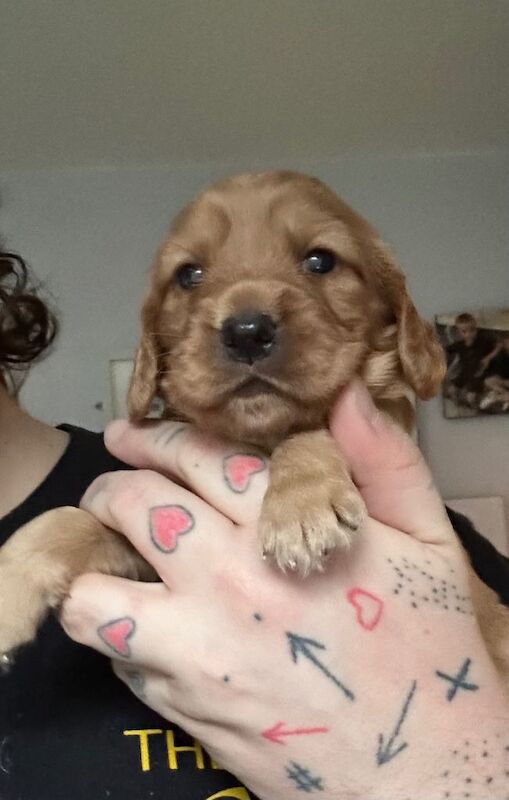 Cocker spaniel puppies - Image 3 of 3