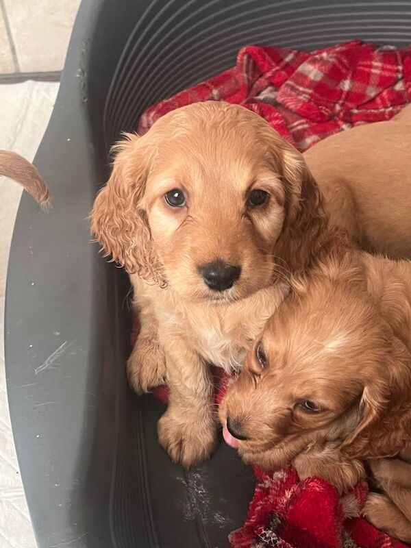 Cocker Spaniel puppies for sale in Armagh, County Armagh – 8 weeks old