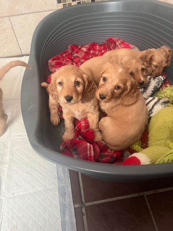 Cocker Spaniel puppies for sale in Armagh, County Armagh – 7 weeks old - Image 2 of 5