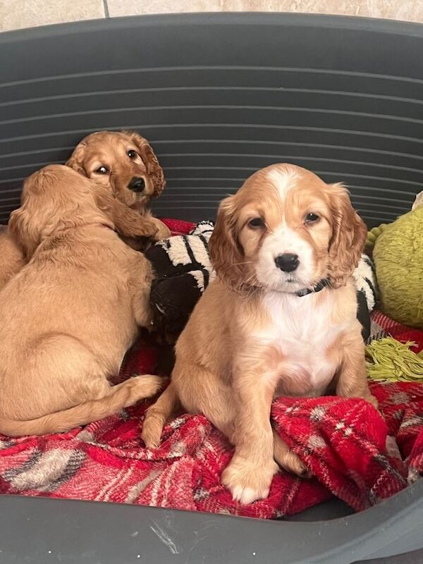Cocker Spaniel puppies for sale in Armagh, County Armagh – 7 weeks old - Image 3 of 5