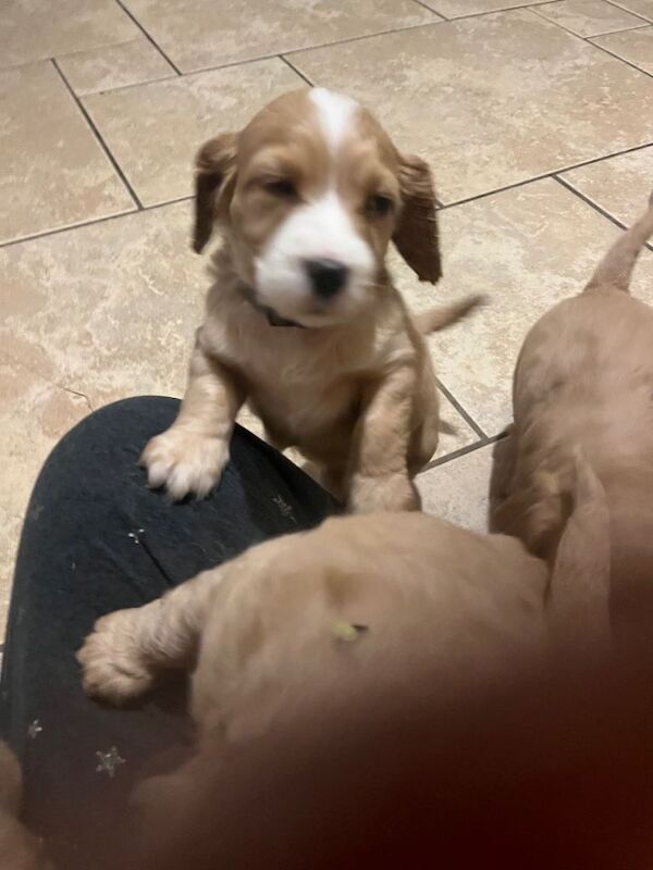 Cocker Spaniel puppies for sale in Armagh, County Armagh – 7 weeks old - Image 5 of 5