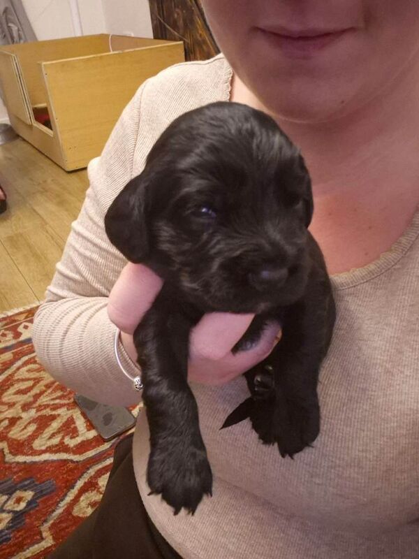 Cocker Spaniel puppies for sale in Dipton, Durham – 2 weeks old