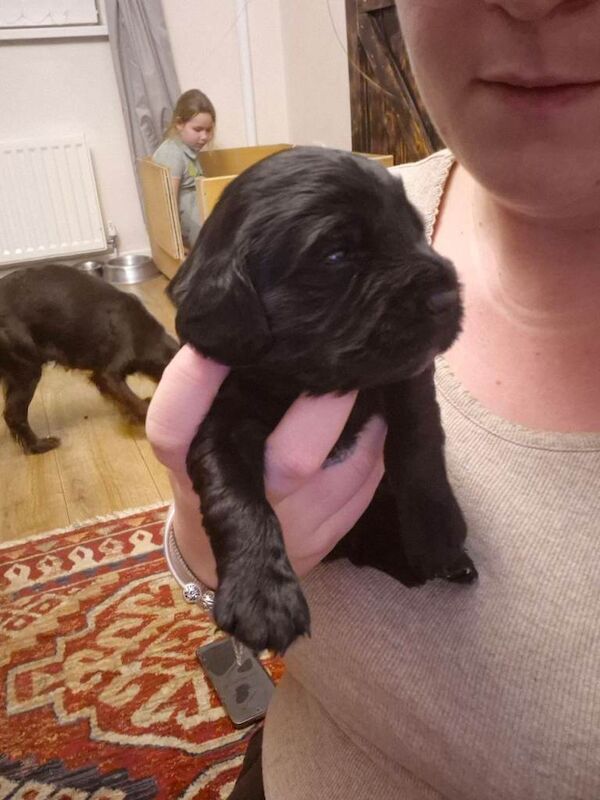 Cocker Spaniel puppies for sale in Dipton, Durham – 3 weeks old - Image 2 of 6