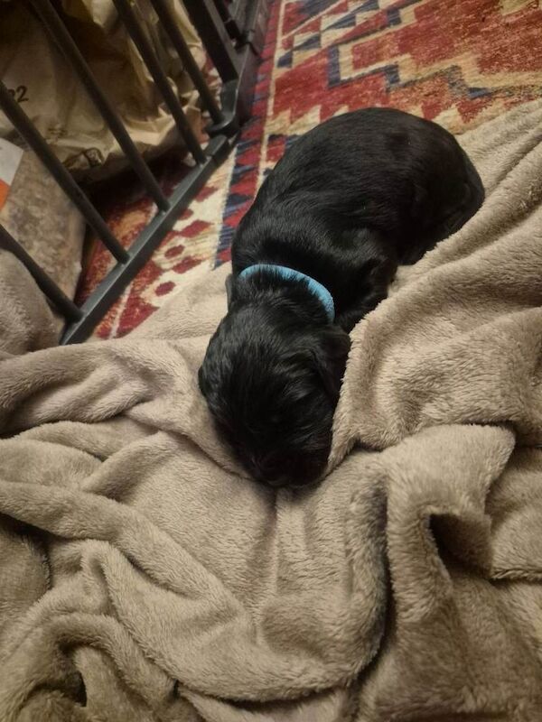 Cocker Spaniel puppies for sale in Dipton, Durham – 3 weeks old - Image 3 of 6