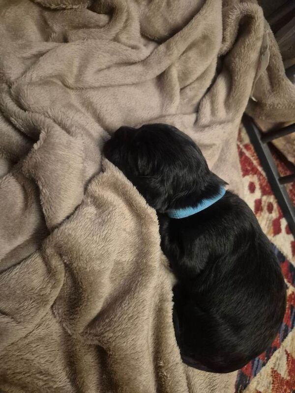 Cocker Spaniel puppies for sale in Dipton, Durham – 3 weeks old - Image 4 of 6