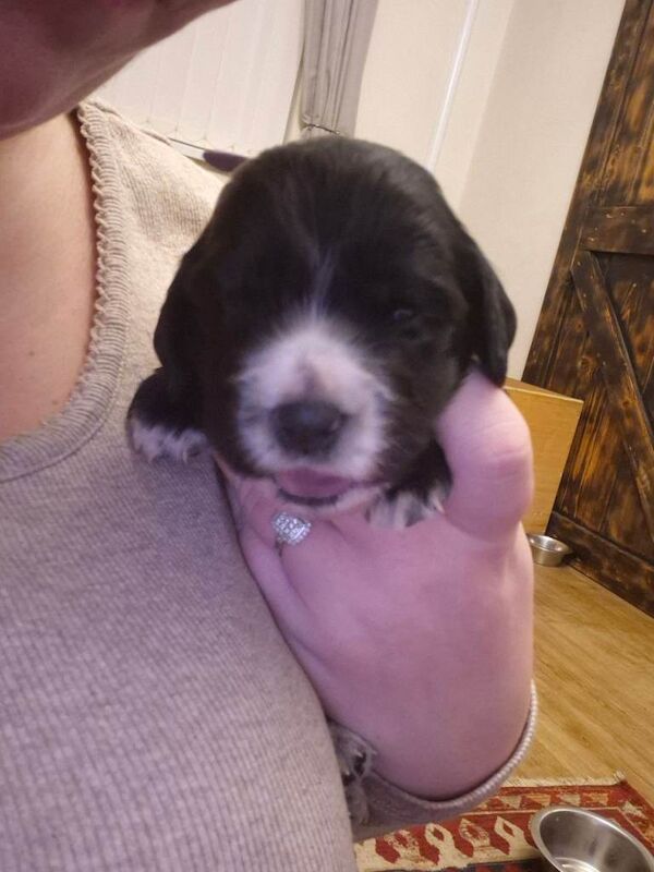 Cocker Spaniel puppies for sale in Dipton, Durham – 3 weeks old - Image 6 of 6