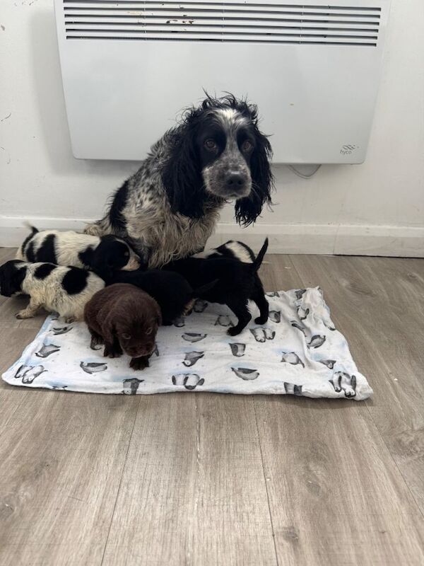 Cocker Spaniel puppies for sale in Epsom, Surrey – 11 weeks old