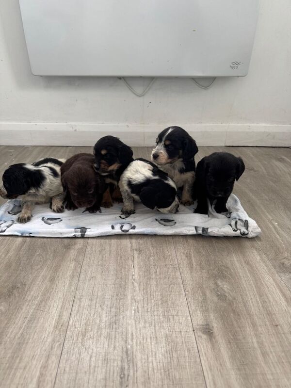 Cocker Spaniel puppies for sale in Epsom, Surrey – 11 weeks old - Image 2 of 3
