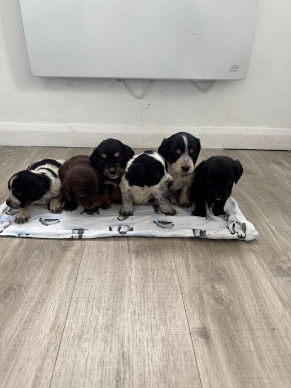 Cocker Spaniel puppies for sale in Epsom, Surrey – 11 weeks old - Image 3 of 3