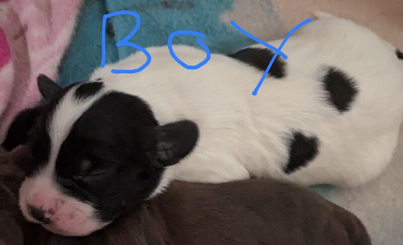 Cocker Spaniel puppies for sale in Swindon, Wiltshire – 11 months old - Image 2 of 6