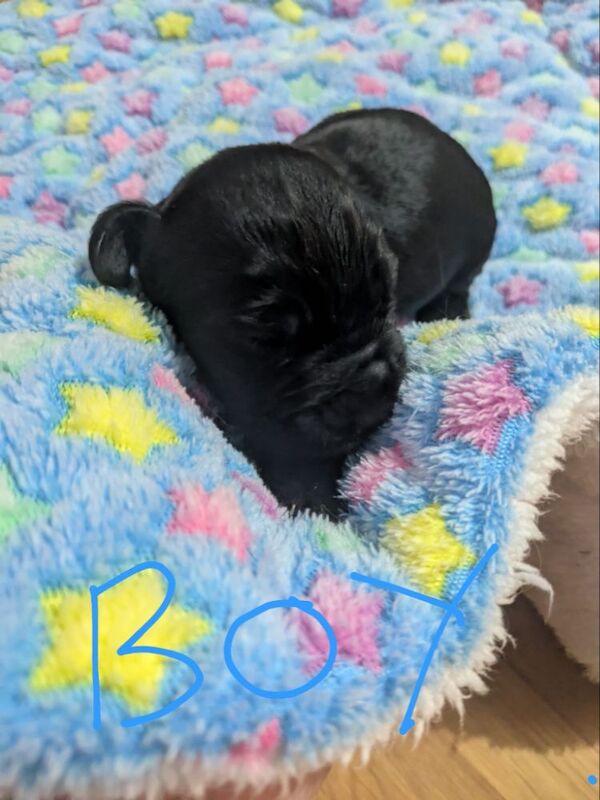 Cocker Spaniel puppies for sale in Swindon, Wiltshire – 11 months old - Image 4 of 6