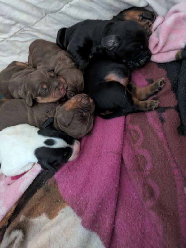 Cocker Spaniel puppies for sale in Swindon, Wiltshire – 11 months old - Image 5 of 6
