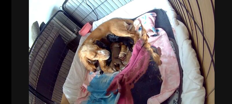 Cocker Spaniel puppies for sale in Swindon, Wiltshire – 11 months old - Image 6 of 6