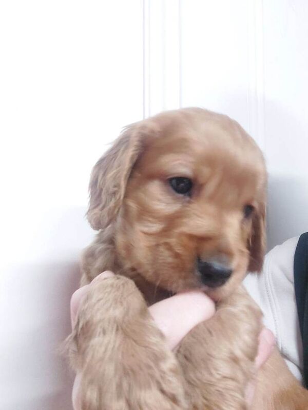 Cocker Spaniel puppies for sale in Crumlin, County Antrim – 5 weeks old