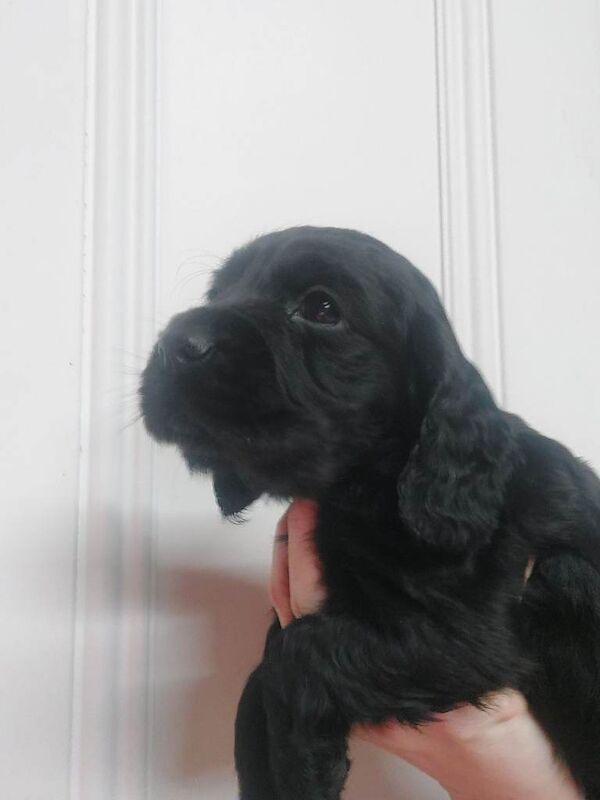 Cocker Spaniel puppies for sale in Crumlin, County Antrim – 5 weeks old - Image 2 of 5