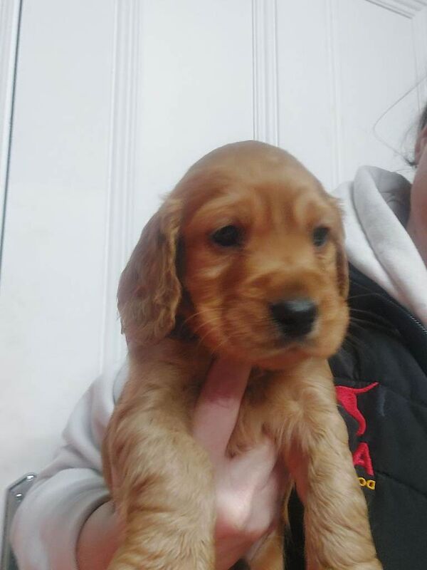 Cocker Spaniel puppies for sale in Crumlin, County Antrim – 5 weeks old - Image 3 of 5