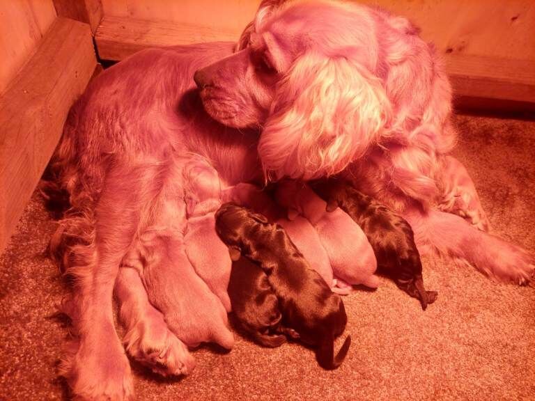 Cocker Spaniel puppies for sale in Crumlin, County Antrim – 5 weeks old - Image 4 of 5