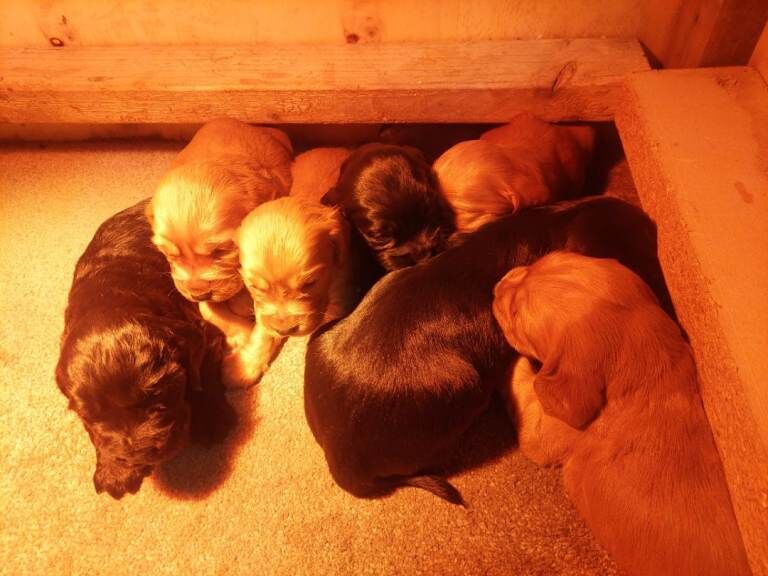 Cocker Spaniel puppies for sale in Crumlin, County Antrim – 5 weeks old - Image 5 of 5
