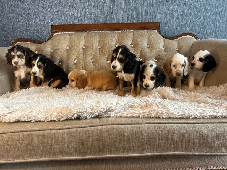 Cocker Spaniel puppies for sale in Dromore, County Tyrone – 7 weeks old