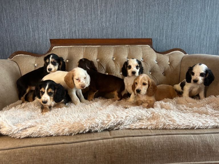 Cocker Spaniel puppies for sale in Dromore, County Tyrone – 7 weeks old - Image 2 of 5