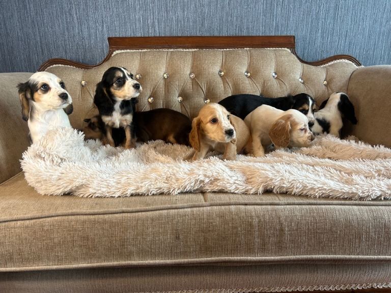 Cocker Spaniel puppies for sale in Dromore, County Tyrone – 7 weeks old - Image 3 of 5