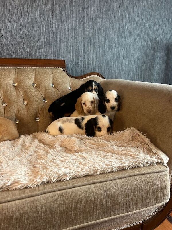 Cocker Spaniel puppies for sale in Dromore, County Tyrone – 7 weeks old - Image 4 of 5