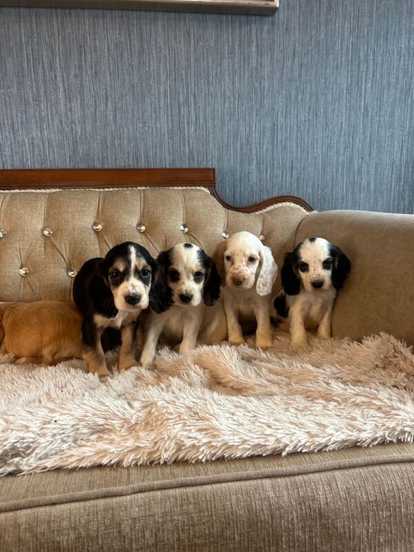 Cocker Spaniel puppies for sale in Dromore, County Tyrone – 7 weeks old - Image 5 of 5