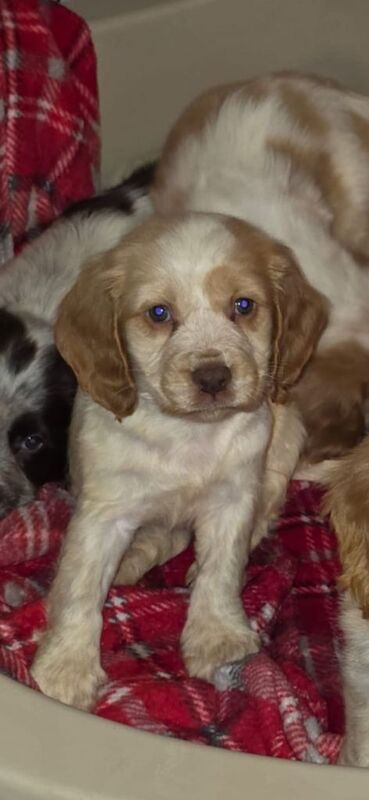 Cocker Spaniel puppies for sale in Spennymoor, County Durham – 8 weeks old
