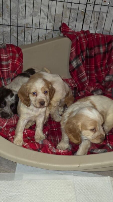 Cocker spaniel puppies - Image 2 of 5