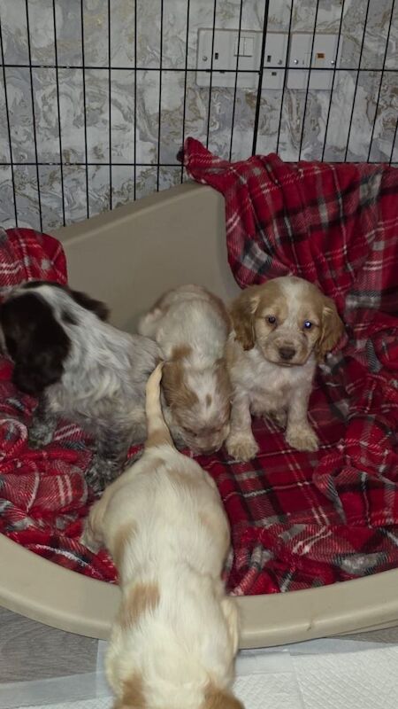 Cocker spaniel puppies - Image 3 of 5