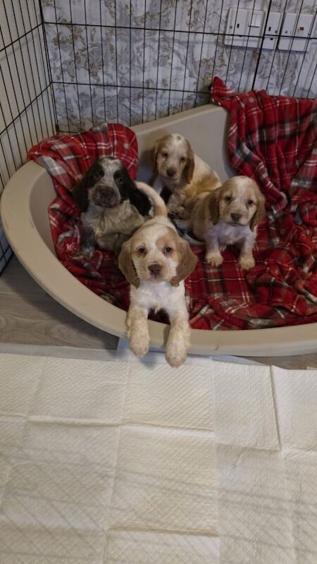 Cocker spaniel puppies - Image 4 of 5