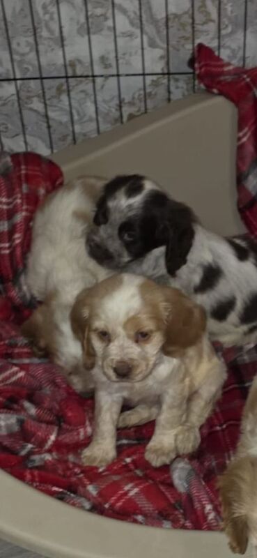 Cocker spaniel puppies - Image 5 of 5