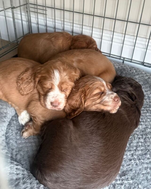 Cocker Spaniel puppies for sale in Stepps, Lanarkshire – 7 weeks old