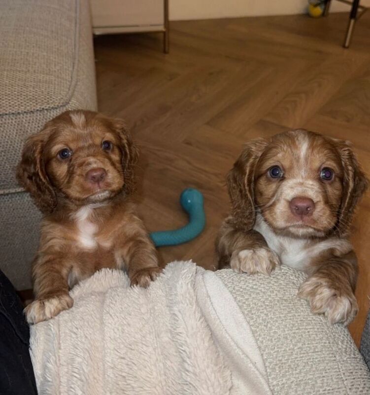 Cocker Spaniel Puppies - Image 2 of 4
