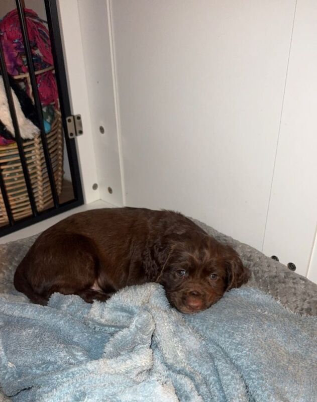 Cocker Spaniel Puppies - Image 3 of 4