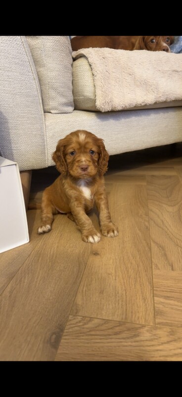 Cocker Spaniel Puppies - Image 4 of 4