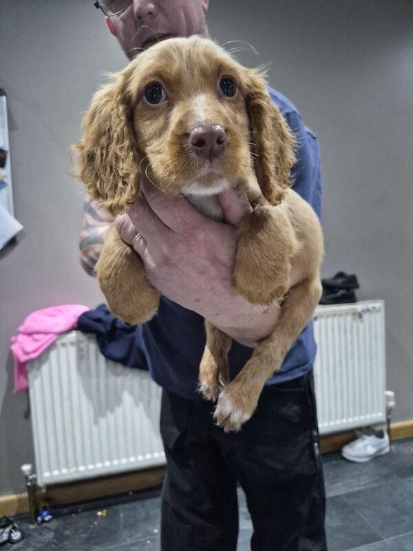 Cocker Spaniel puppies for sale in Tadcaster, North Yorkshire – 9 weeks old