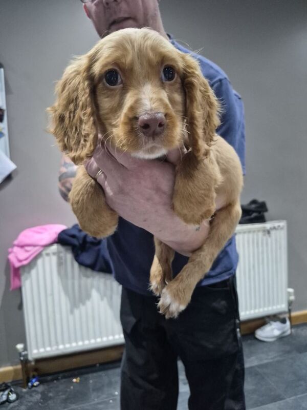 Cocker Spaniel puppies for sale in Tadcaster, North Yorkshire – 9 weeks old - Image 2 of 6