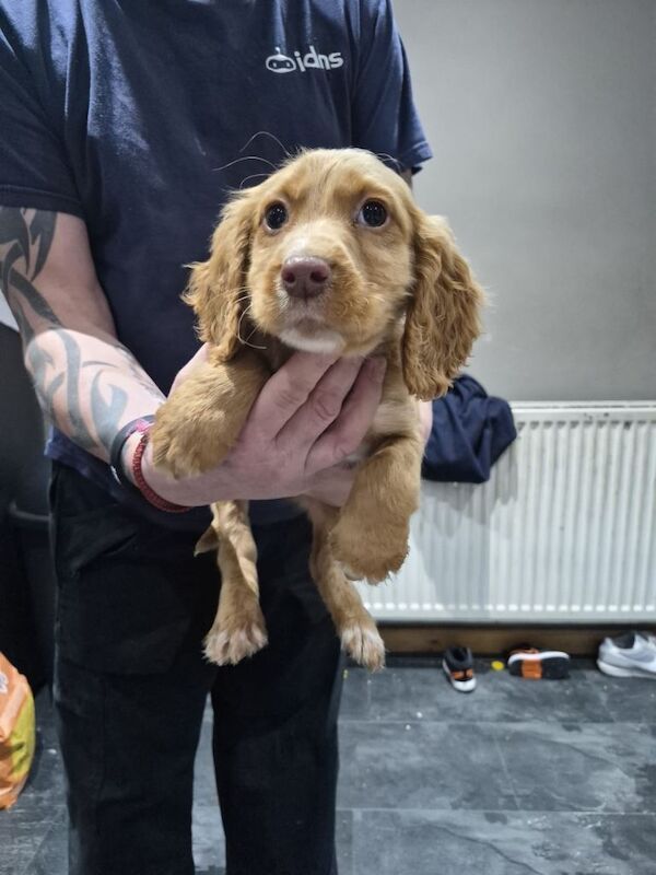 Cocker Spaniel puppies for sale in Tadcaster, North Yorkshire – 9 weeks old - Image 3 of 6