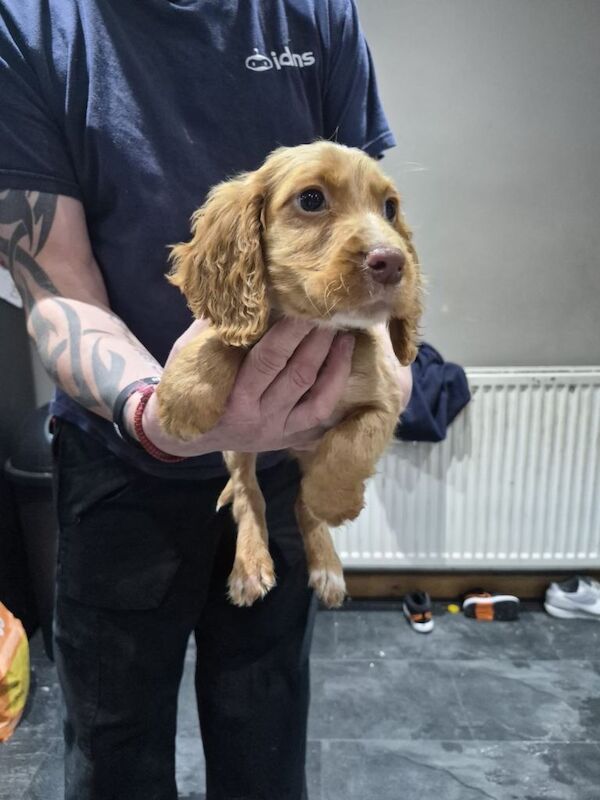 Cocker Spaniel puppies for sale in Tadcaster, North Yorkshire – 9 weeks old - Image 4 of 6