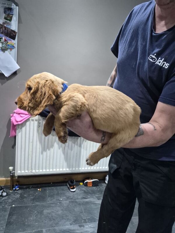 Cocker Spaniel puppies for sale in Tadcaster, North Yorkshire – 9 weeks old - Image 5 of 6